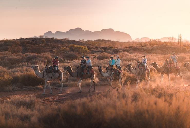 Uluru Camel Tours, Uluru, Northern Territory © Tourism NT/Nic Morley