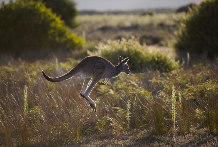 Kangaroo, Woodlands Walk, Wilsons Promontory, Victoria © Visit Victoria