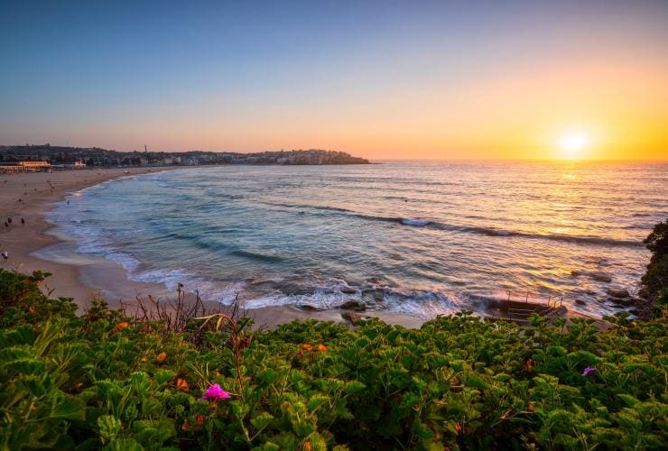 Plants with a sprinkling of purple flowers in the foreground with sweeping views of Bondi Beach beyond as the sun rises over the horizon, Sydney, New South Wales © Destination NSW