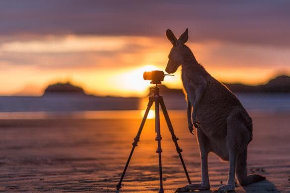 A wallaby standing at the beach, inquisitively looking at a camera on a tripod as the sun rises over the ocean behind, Cape Hillsborough National Park, Queensland © Matt Glastonbury/Tourism and Events Queensland