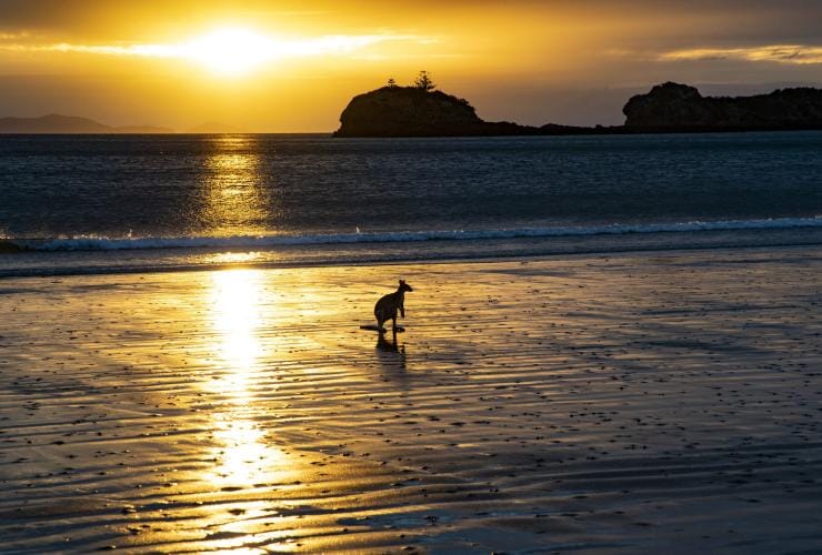 A wallaby standing on the beach during sunrise at Cape Hillsborough, Mackay, Queensland © Tourism and Events Queensland