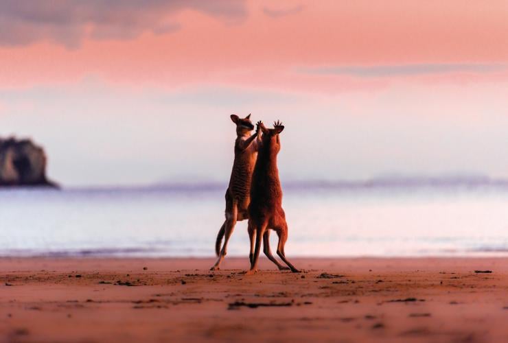 Two wallabies standing on the beach during a pink sunrise with their paws against each other at Cape Hillsborough National Park, Mackay, Queensland © Chris McLennan