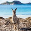 Kangaroo standing on grass with the ocean in the background at Lucky Bay, Esperance, Western Australia © Tourism Western Australia