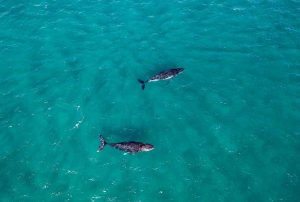 Aerial view of two humpback whales off the coast of Hervey Bay, Queensland © Tourism Australia