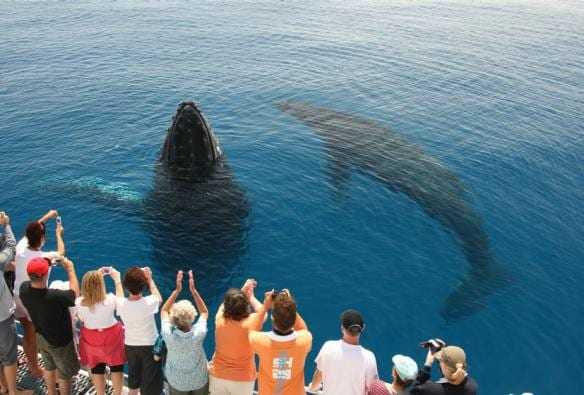 Two whales near a whale watching tour boat in Hervey Bay, Queensland © Tasman Venture