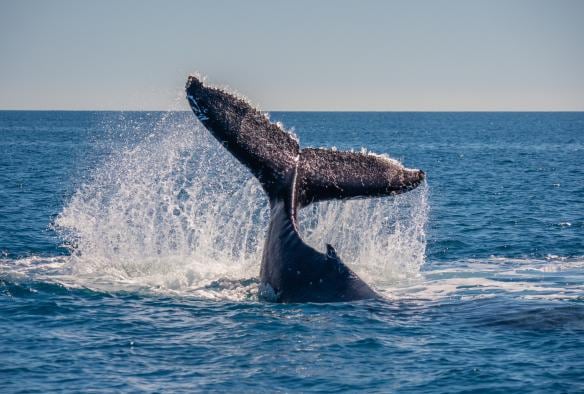 Whale tail above the water off the coast of Hervey Bay, Queensland © Tourism Australia