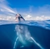 Whale Watch Swim with the Whales © Tourism & Events Queensland