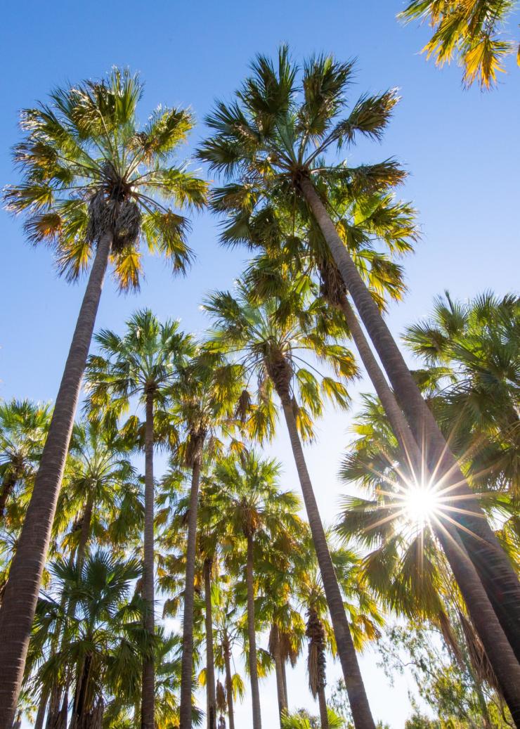 Looking up at a blue sky and palm trees in Elsey National Park, Northern Territory © Tourism NT/Sean Scott