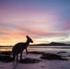 Kangaroo, Lucky Bay, Cape Le Grand National Park, WA © Tourism Western Australia