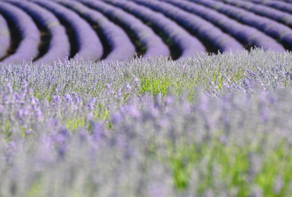 Bridestowe Lavender Estate, Tasmania © Bridestowe Lavender Estate