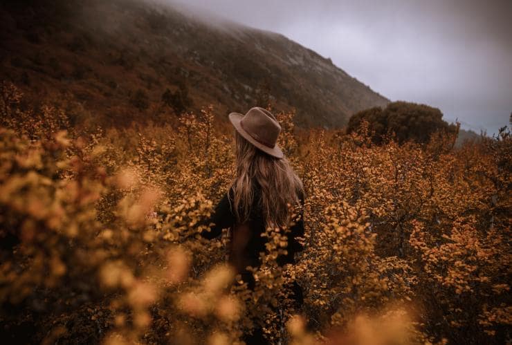 Fagus in Cradle Mountain-Lake St Clair National Park, Tasmania © Emilie Ristevski