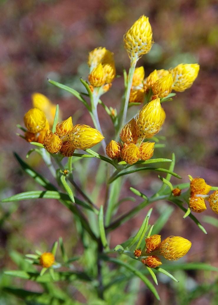 Wildflowers, Southern Coral Coast, Western Australia © Australia’s Coral Coast