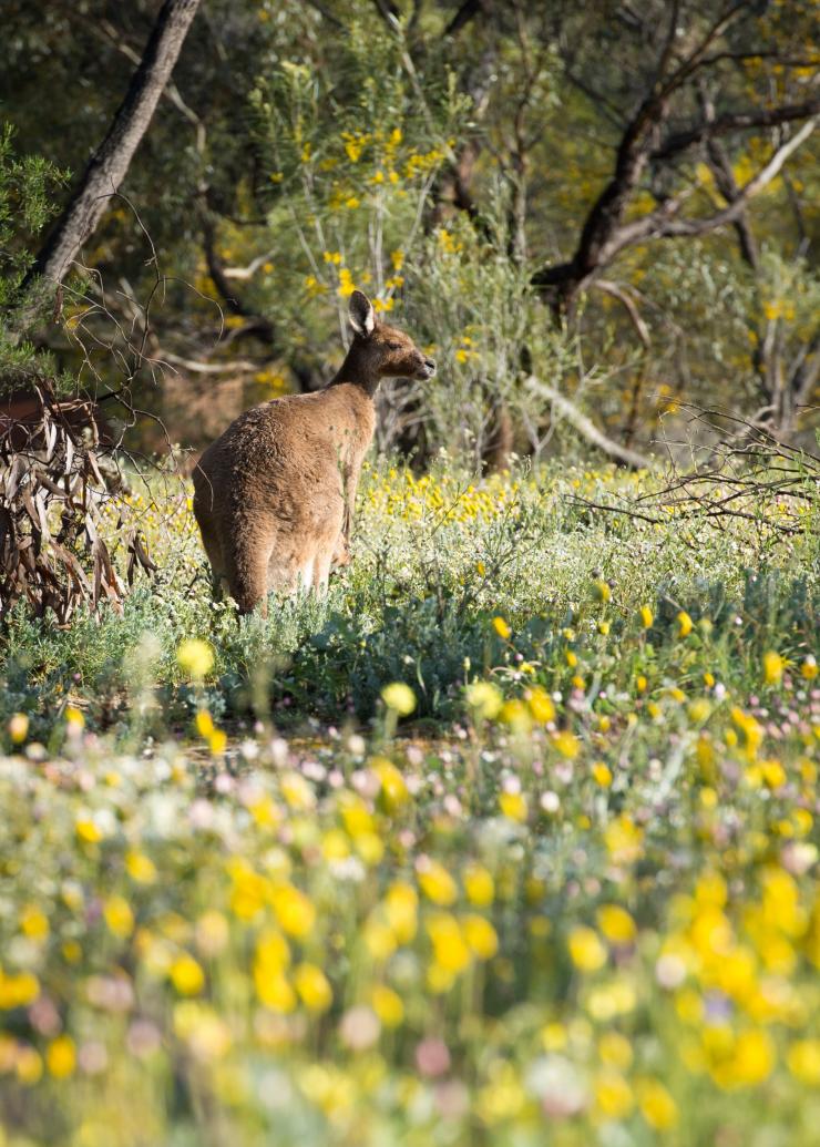 Southern Coral Coast, Western Australia © Australia’s Coral Coast