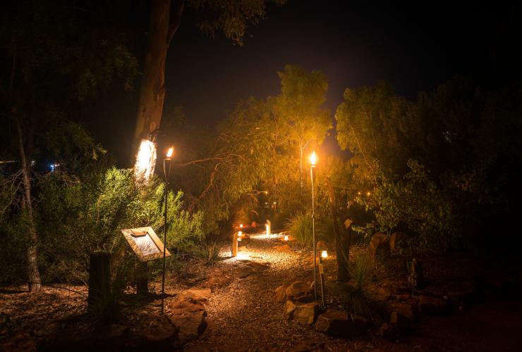 Two groups of people seated at tables around a campfire enjoying dinner beneath the stars and surrounded by trees during Under a Desert Moon at Kings Canyon, Northern Territory © Tourism NT/Matt Glastonbury