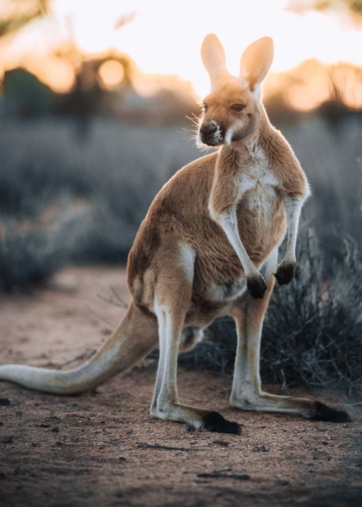 Alice Springs Kangaroo Sanctuary, Alice Springs, NT © Tourism NT/Jordan Hammond