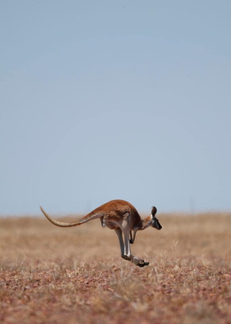 Ilfracombe, QLD © Tourism and Events Queensland