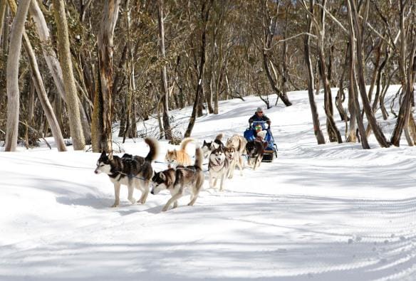 Một bầy husky kéo xe chở ba người qua khu rừng trên núi cao giữa tuyết trong chuyến đi của Howling Huskys tại vùng High Country, Victoria © Visit Victoria