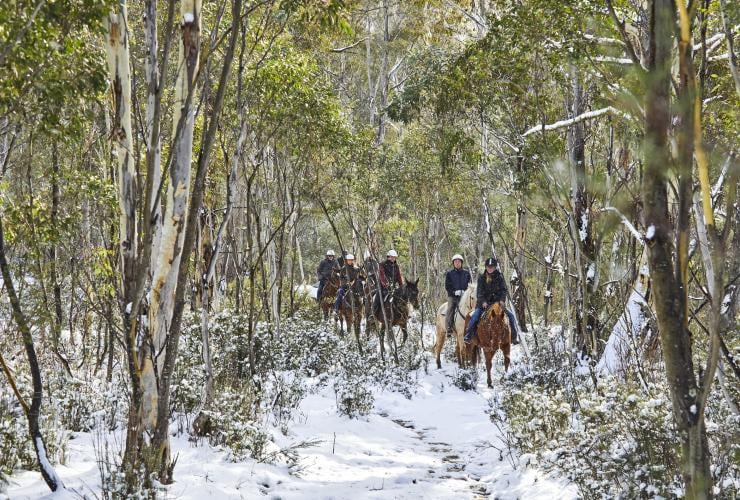 Một nhóm người cưỡi ngựa băng qua khu rừng thưa tuyết phủ ở Thredbo Valley Horse Riding, Vùng núi Snowy Mountains, New South Wales © Tourism Australia