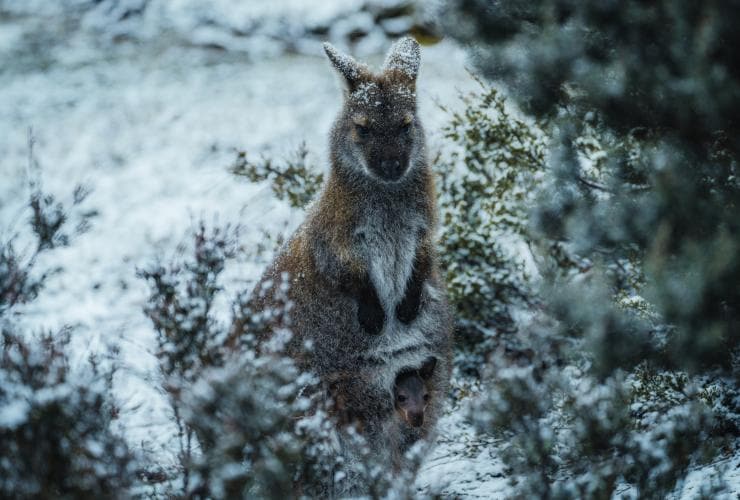 Một chú chuột túi wallaby đứng giữa các bụi cây trong tuyết, Vườn quốc gia Núi Cradle – Hồ St Clair, Tasmania © Jason Charles Hill