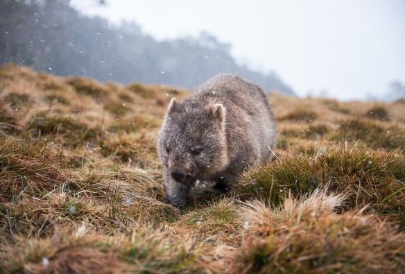 Một con gấu túi wombat đi giữa các ngọn cỏ dưới trời tuyết rơi nhè nhẹ, Vườn quốc gia Núi Cradle – Hồ St Clair, Tasmania © Daniel Tran