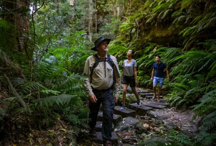 Một hướng dẫn viên dẫn hai người đi tour thăm rừng mưa nhiệt đới xanh mướt với Tread Lightly Eco Tour, Blackheath, New South Wales © Destination NSW