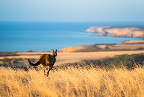 Một chú kangaroo đang nhảy qua đồng cỏ cao cao vàng óng, tiến về phía bờ biển gồ ghề ở Sông Middle, Đảo Kangaroo, Tiểu bang Nam Úc © Ben Goode