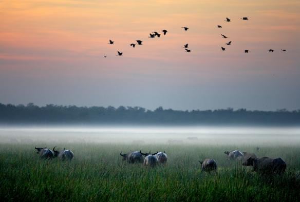 A herd of buffalo grazing on a field as birds take flight above during sunrise at Bamurru Plains, Kakadu National Park, Northern Territory © Peter Eve