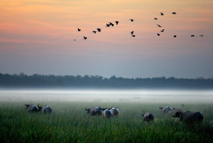 A herd of buffalo grazing on a field as birds take flight above during sunrise at Bamurru Plains, Kakadu National Park, Northern Territory © Peter Eve