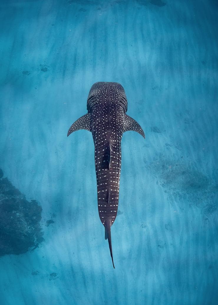 Whale shark, Sal Salis Ningaloo Reef, Western Australia © Sal Salis Ningaloo Reef