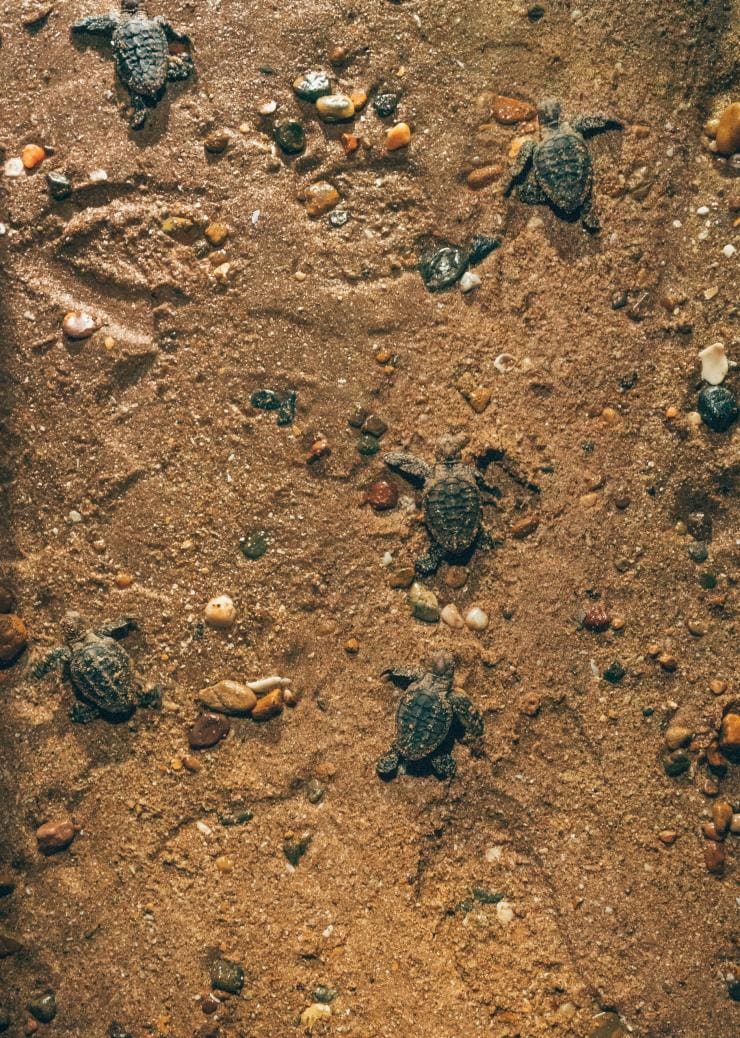 Baby turtles on the beach at Mon Repos Turtle Centre, Bundaberg, Queensland © Tourism and Events Queensland