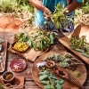 Native ingredients on a table at Ayers Rock Resort © Voyages