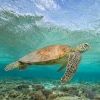 Turtle swims above reef off the coast of Lady Elliot Island © Sean Scott Photography