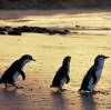 Little penguins, Phillip Island Nature Park, VIC © Phillip Island Nature Park