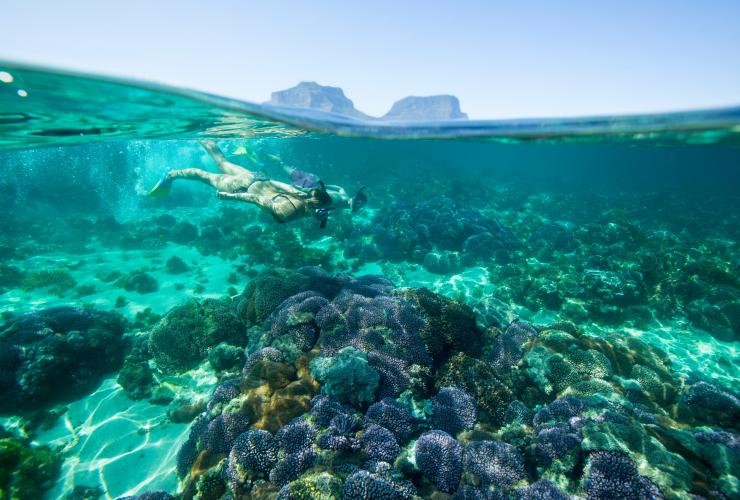 Woman snorkelling among coral reefs in blue water at Lord Howe Island, NSW © Trevor King/Destination NSW