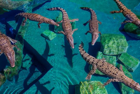 Aerial view of a group of crocodiles swimming in an enclosure at Crocosaurus Cove, Darwin, Northern Territory © Ellenor Argyropoulos
