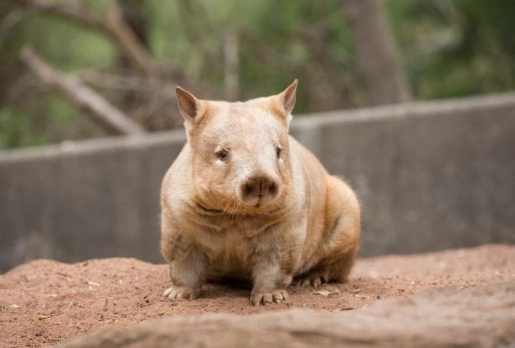 A wombat sitting on the ground at Cleland Wildlife Park, Adelaide Hills, South Australia © Tourism Australia