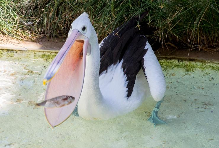 A pelican sitting in shallow water with its mouth wide open eating a fish at Adelaide Zoo, Adelaide, South Australia © Tourism Australia