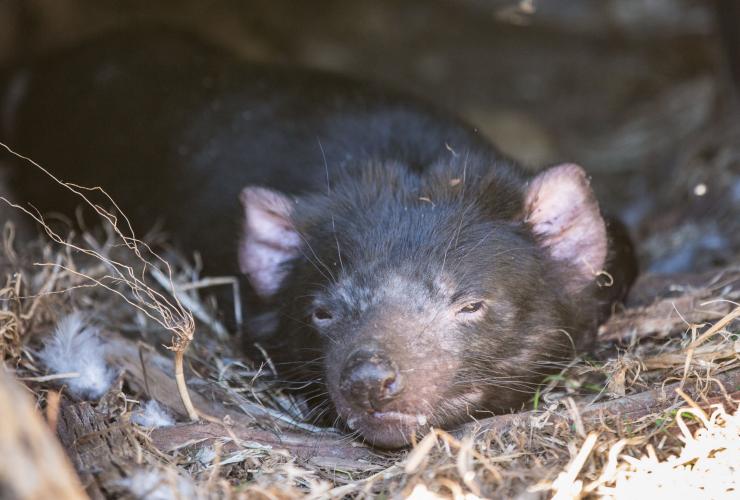 A Tasmanian Devil resting at Cleland Wildlife Park, Adelaide Hills, South Australia © Tourism Australia