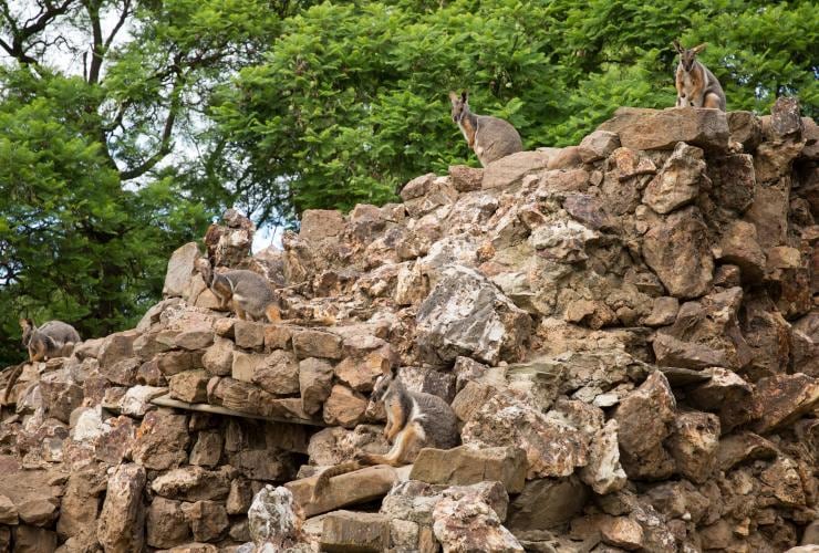 Yellow-Footed Rock-Wallabies sitting on various places on a pile of rocks  at Adelaide Zoo, Adelaide, South Australia © Tourism Australia