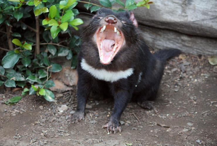 A Tasmanian devil sitting with its mouth wide open at Lone Pine Koala Sanctuary, Brisbane, Queensland © Lone Pine Koala Sanctuary