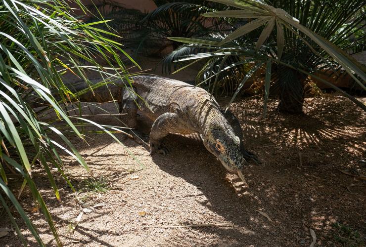 Goanna walking among plants at Hartley's Crocodile Adventures, Cairns, Queensland © Tourism Australia