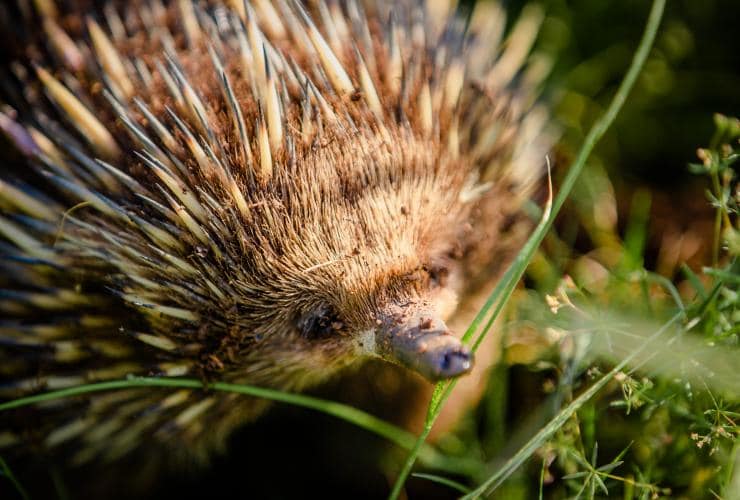 Close up of an echidna among the grass at Mulligans Flat Woodland Sanctuary, Canberra, Australian Capital Territory © Tourism Australia