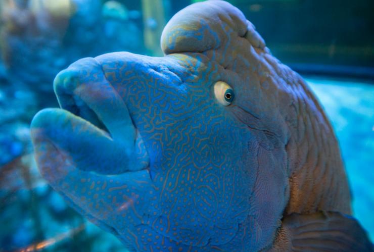 A Maori Wrasse fish at Jamala Wildlife Lodge, Canberra, Australian Capital Territory © Tourism Australia