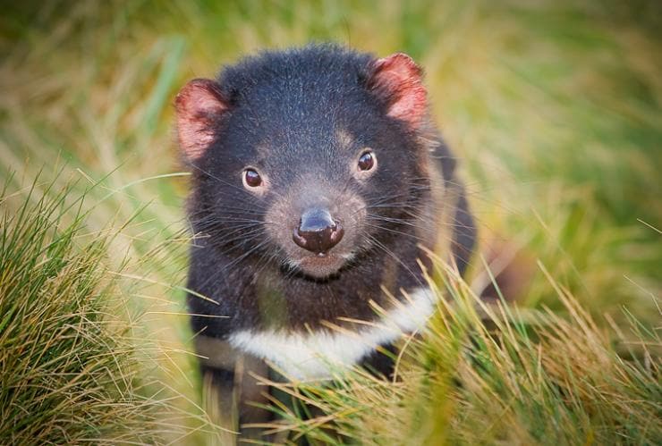 A Tasmanian devil sitting among the grass at Devils@Cradle, Cradle Mountain Tasmania © Devils@Cradle