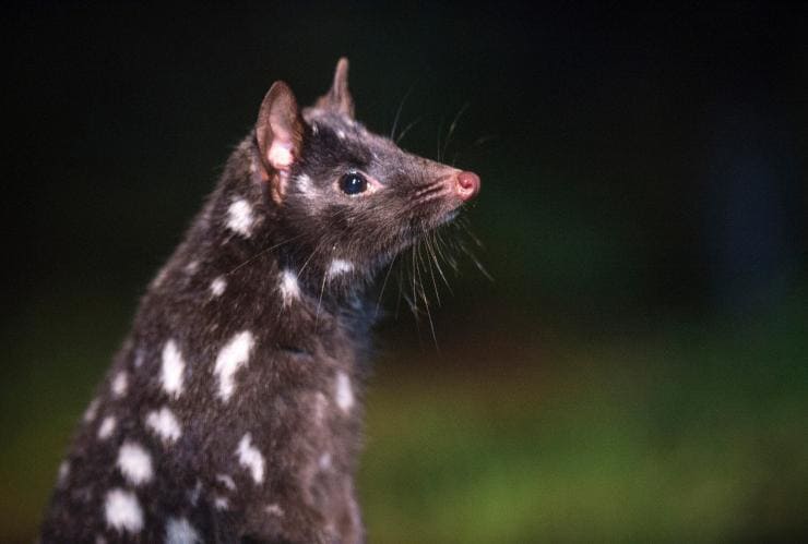 A spotted-tail quoll at Devils@Cradle, Tasmanian Devil Sanctuary, Tasmania © Tourism Tasmania/Rob Burnett