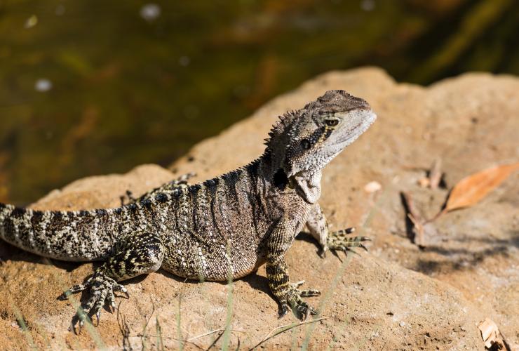 A lizard lounging on a rock in the sun at Moonlit Sanctuary, Mornington Peninsula, Victoria © Visit Victoria