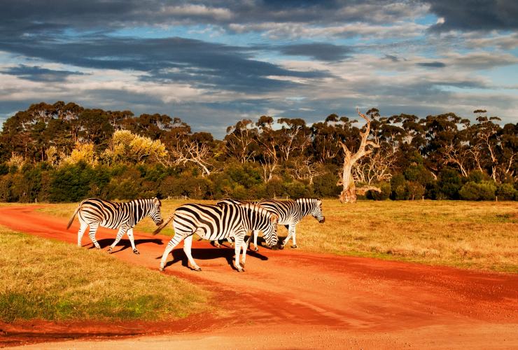 Three zebras wandering across a grassy plain at Werribee Open Range Zoo, Werribee, Victoria © Zoos Victoria
