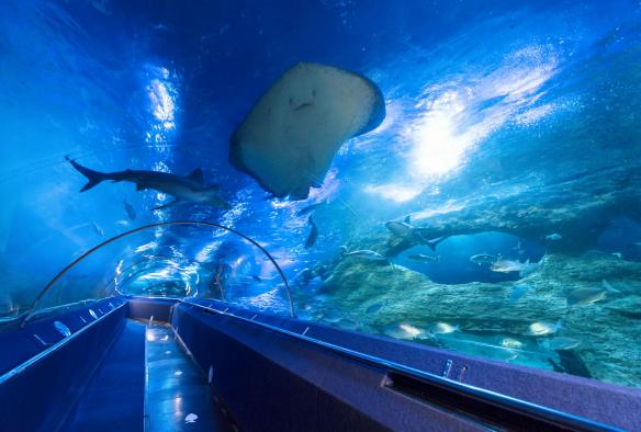 Sharks and rays swimming in a tank surrounding a tunnel walkway at The Aquarium of Western Australia, Hillarys, Western Australia © The Aquarium of Western Australia