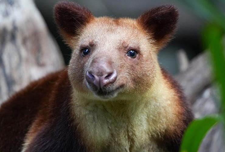Close up of a tree kangaroo among branches and leaves at Perth Zoo, Perth, Western Australia © Perth Zoo