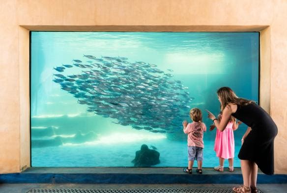 Two children and their mother looking inside a glass tank filled with a large school of fish at the Aquarium of Western Australia, Perth, Western Australia © AQWA